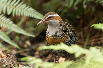 Buff Banded Rail in Australasia
