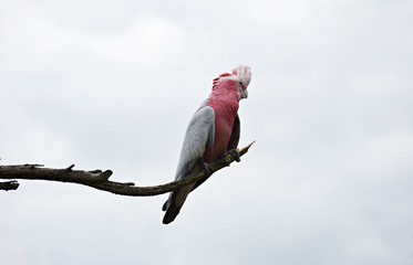 The Galah, (Eolophus Roseicapilla), also known as Rose-breasted Cockatoo or the Pink and Grey....