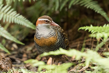Buff Banded Rail in Australasia