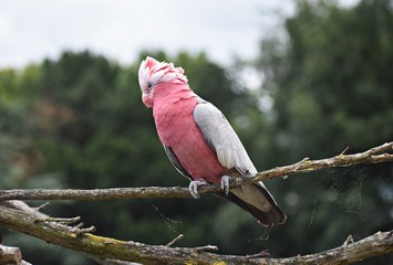 The Galah, (Eolophus Roseicapilla), also known as Rose-breasted Cockatoo or the Pink and Grey....