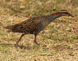 Buff Banded Rail in Australasia