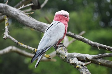 The Galah, (Eolophus Roseicapilla), also known as Rose-breasted Cockatoo or the Pink and Grey....
