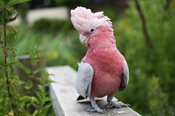 The Galah, (Eolophus Roseicapilla), also known as Rose-breasted Cockatoo or the Pink and Grey. Family: Cacatuidae. - obrazy, fototapety, plakaty