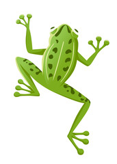 Cute smiling green frog sitting on ground cartoon animal design flat vector illustration isolated on white background