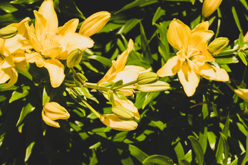 Fototapeta na wymiar Yellow flower in the garden. floral nature background