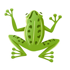 Cute smiling green frog sitting on ground cartoon animal design flat vector illustration isolated on white background