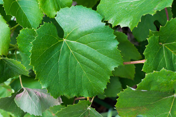 green grape leaf