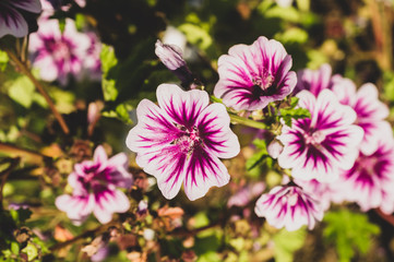 Obraz premium White purple flowers in the garden. floral nature background