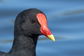 Common Moorhen