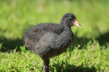 Common Moorhen