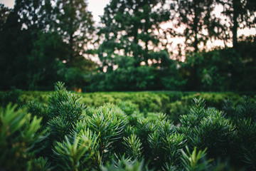 green tree in the forest