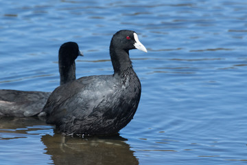 Eurasian Coot