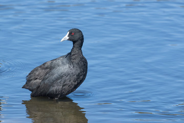Eurasian Coot