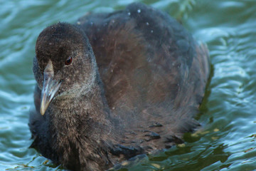 Eurasian Coot