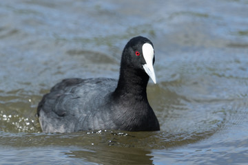 Eurasian Coot