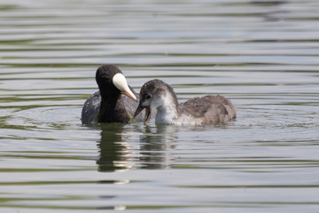 Eurasian Coot