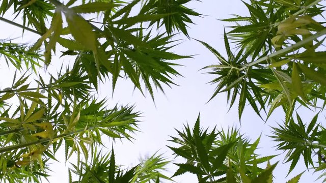 canabis on marijuana field ganja farm sativa leaf weed medical hemp hash plantation cannabis legal or illegal drug