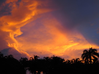 beautiful mystical sunset. palm tree. tropical island.