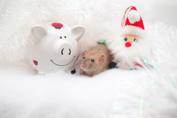 decorative cute brown rat and piggy bank pig around with a Christmas decor and Santa Claus. The rat is a symbol Of the new year 2020 and the pig symbol of the old year 2019