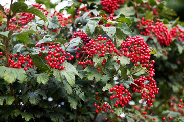 Red berries of viburnum on a bush in forest. Branch of red Viburnum in the garden. Viburnum berries and leaves of viburnum in summer outdoors.