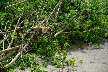 A pile of sawn branches on the ground after cutting the trees