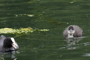 Eurasian Coot