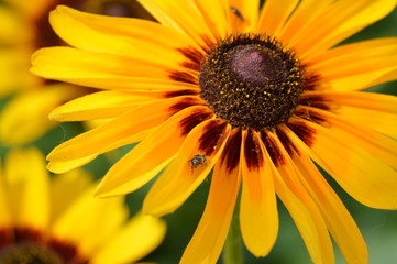 A flower growing in the garden