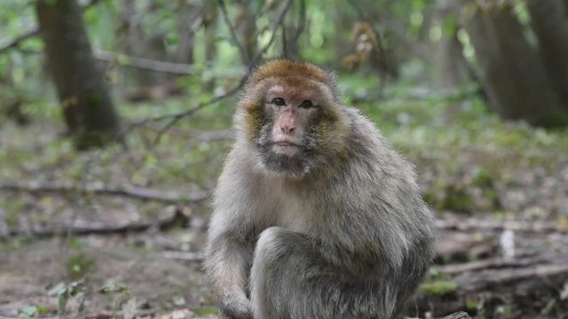 macaque