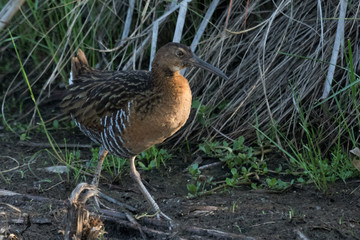 King Rail in Texas USA