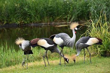 The Grey crowned crane (Balearica Regulorum) is a bird in the crane family, Gruidae. A group of Grey crowned crane eating seeds thrown on the green grass.