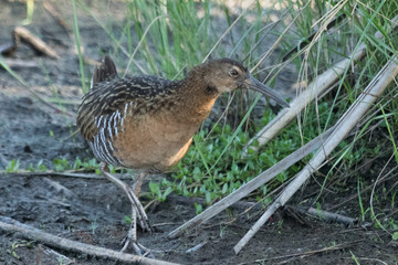 King Rail in Texas USA