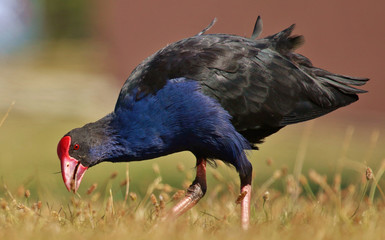 Pukeko Purple Swamphen in Australasia