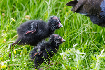 Pukeko Purple Swamphen in Australasia
