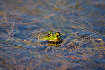 Marsh Frog in the water - Pelophylax ridibundus
