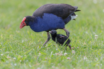 Obraz premium Pukeko Purple Swamphen in Australasia