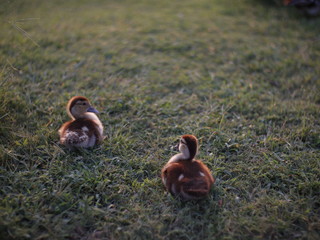 two ducks sitting on the grass. ducklings wildlife