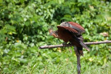 Hoatzin photographed in the Peruvian Amazon