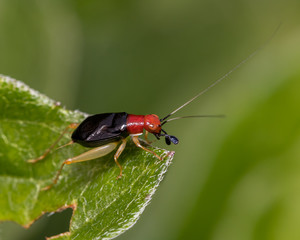 Red-headed Bush cricket sitting on plant leaf