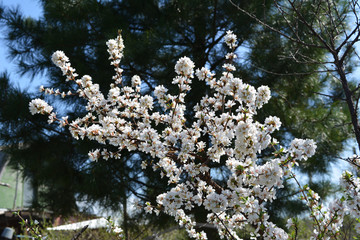 Nanking cherry (Prunus tomentosa) blooms in early spring  with beautiful white flowers.