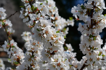 Fragrant flowers of nanking cherry. Blooming shrub in spring garden.