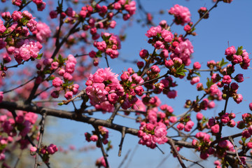 Blooming Louiseania triloba (Amygdalus triloba). Bright pink flowers bloom in early spring.