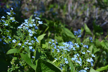 Blue flowers of brunnera grow and bloom in spring garden.