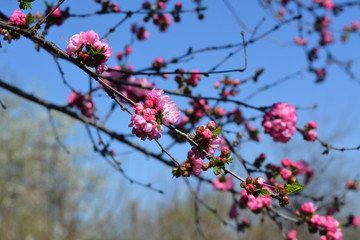Pink flowers of Louiseania triloba (Amygdalus triloba) in spring garden.