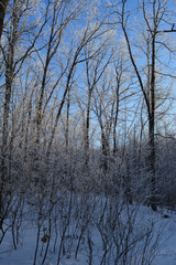 Fairy winter forest. Trees are covered with hoarfrost.