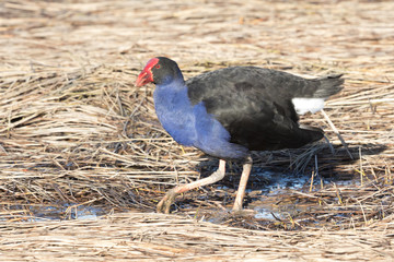 Pukeko Purple Swamphen in Australasia