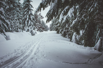 winter