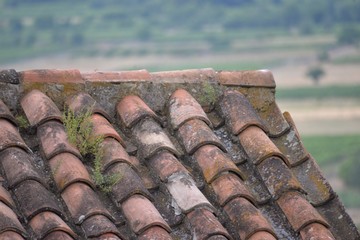 Slope of the old tiled roof with green branches, moss and lichen