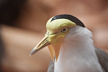 Close up portrait of a Masked Lapwing (Vanellus Miles), also known as the masked plover, the spur-winged plover or just plover. Family: Charadriidae.