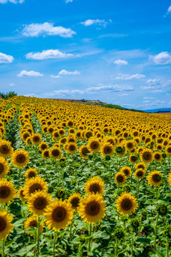 A beautiful field of sunflowers in a field of Castilla y León. Vertical photo