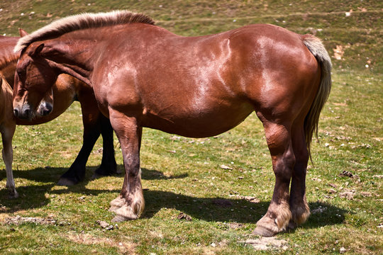 Brown horse in a green field